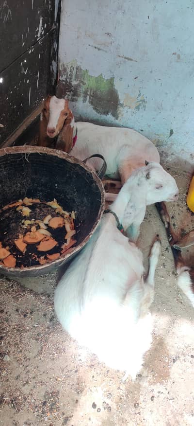 urgent Sale Rajanpuri bakri 4 pear