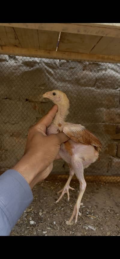 Aseel Chicks