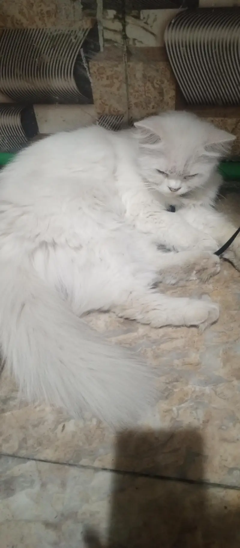 triple coated Persian  cat