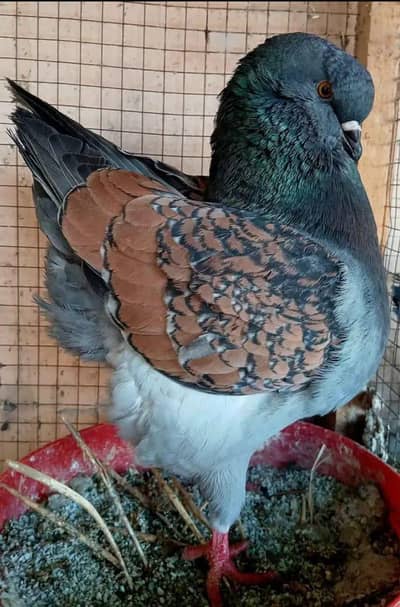 US modena Single peice & pairs Quality peigon bird