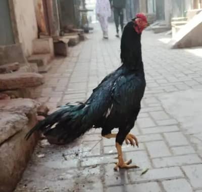 aseel mushka Ghr k pala wa h jis bahi ko chaya rabta kary