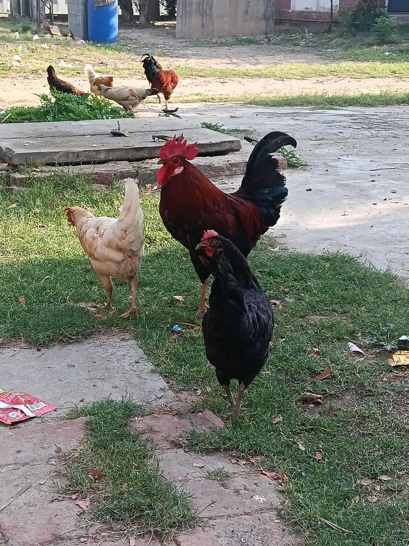 Hen and cook — photo 2