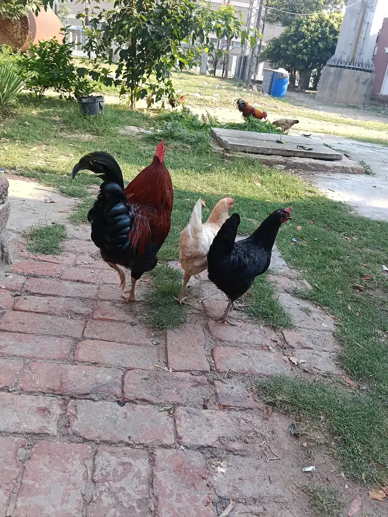 Hen and cook — photo 3