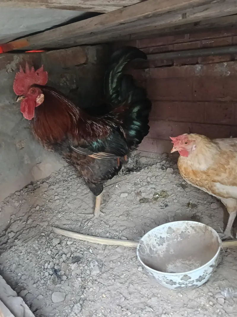 Hen and cook — photo 4