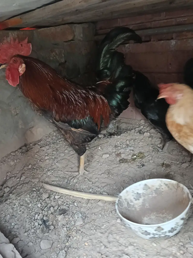 Hen and cook — photo 5