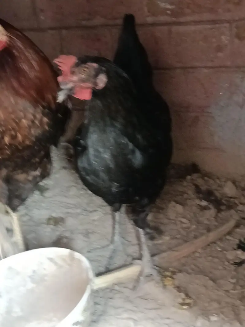Hen and cook — photo 6