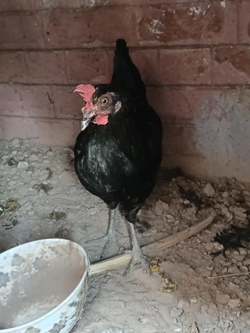 Hen and cook — photo 7