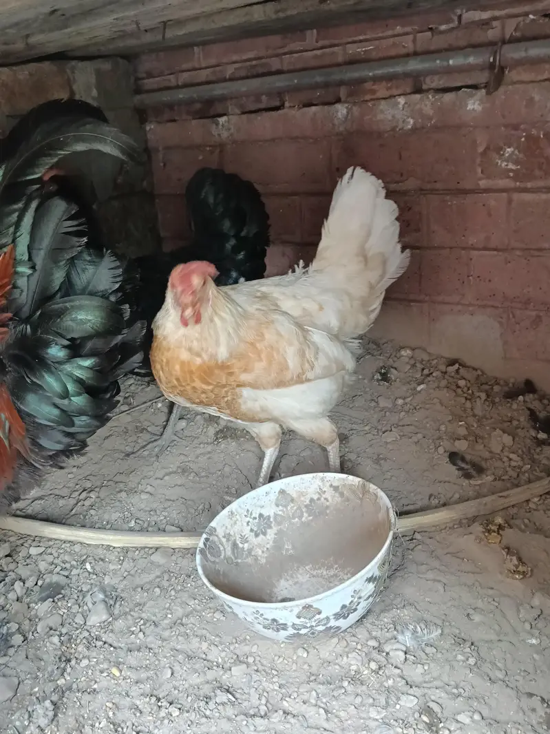 Hen and cook — photo 8