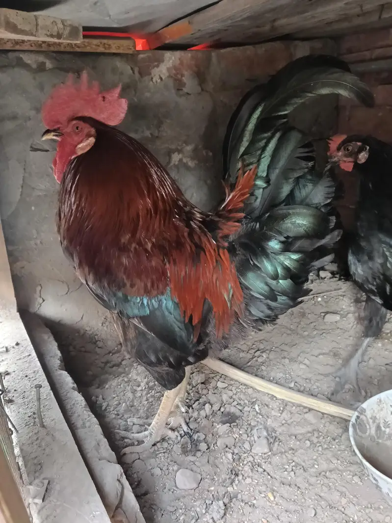 Hen and cook — photo 9