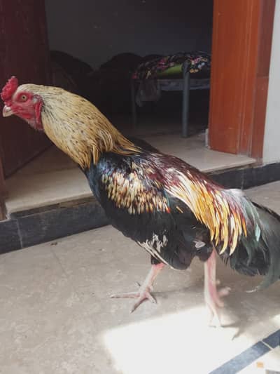 mianwali plus sindhi cross java aseel