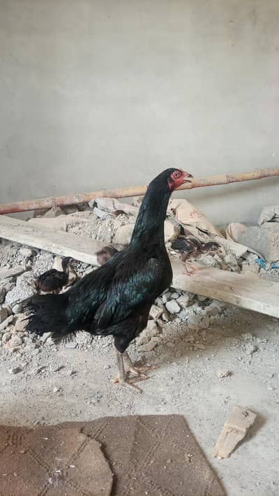 lasani black mushka female with 4 chiks Aseel