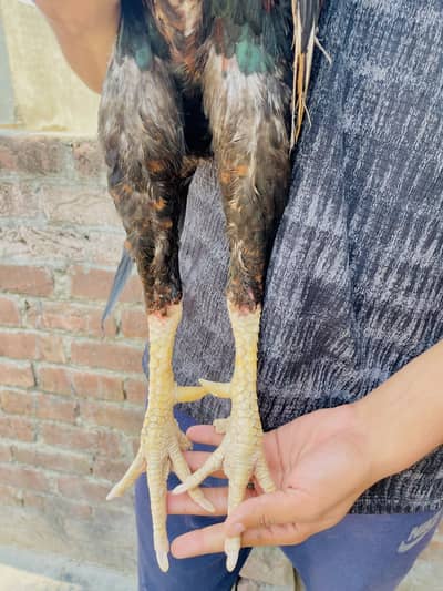 Turkish hint aseel high quality bird