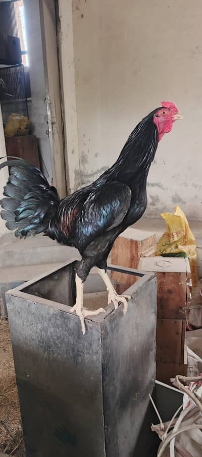 Black Beauty Rooster