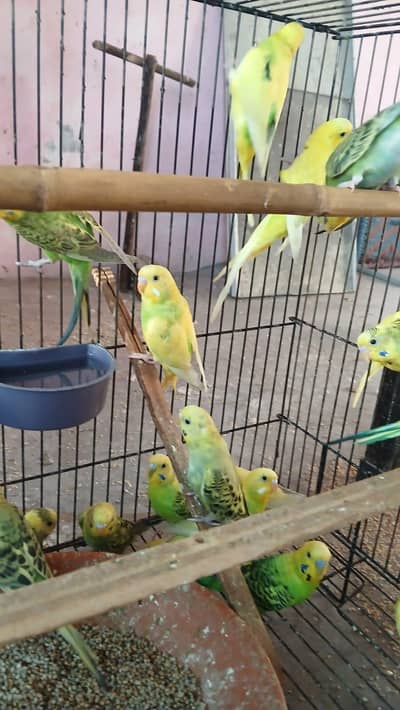 parrots for sale