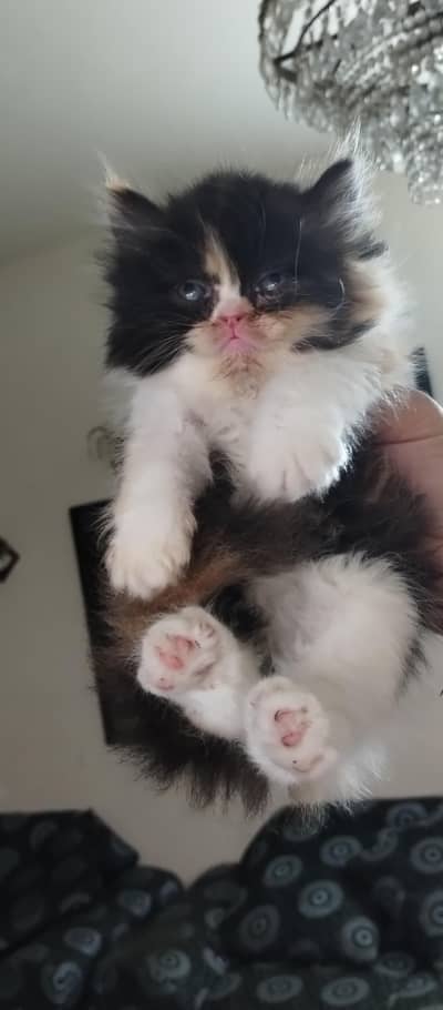 Persian male female kittens
