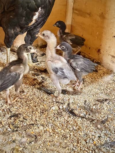 Pure Aseel Chicks & Breeder Available | Strong Bloodline