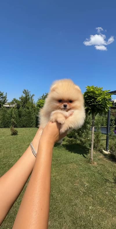 Teacup Pomeranian Pedigreed Microchipped Available for Import