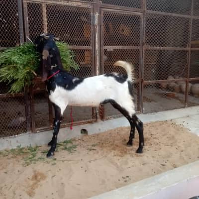 qurbani k bakry for sale ergent