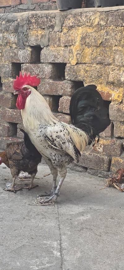 Golden misri ( 4 hens and 1 rooster )