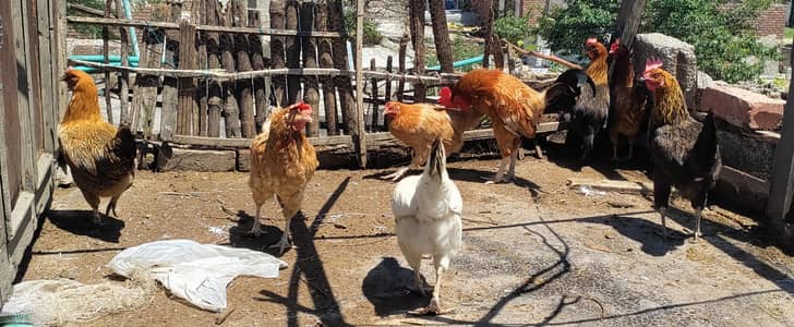 egg laying hen and cock
