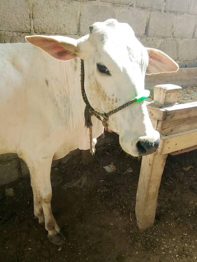 Qurbani 2026 2 dant