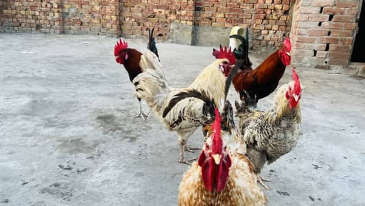 Hens for sale