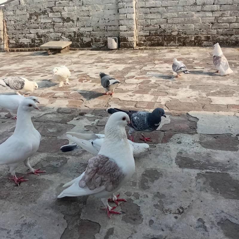 سینٹیننٹ بریڈر جوڑاے 0