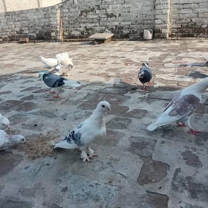 سینٹیننٹ بریڈر جوڑاے 2
