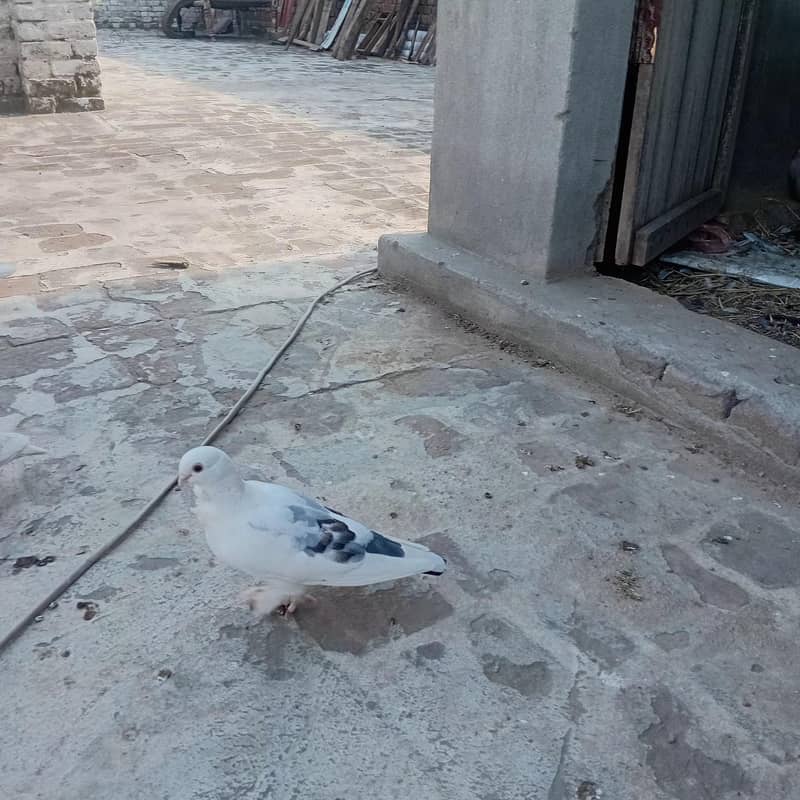 سینٹیننٹ بریڈر جوڑاے 3