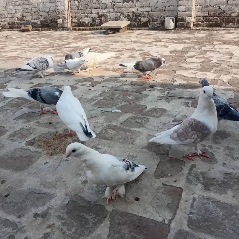 سینٹیننٹ بریڈر جوڑاے 4