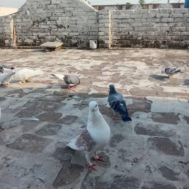 سینٹیننٹ بریڈر جوڑاے 5