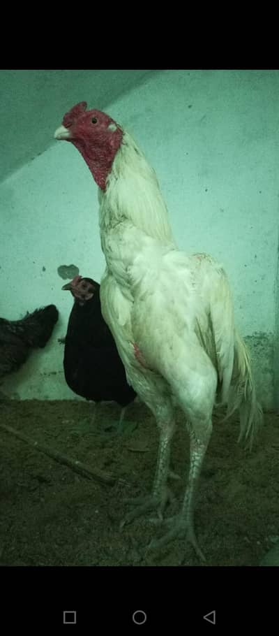 Aseel Hera with 3 chicks for sale