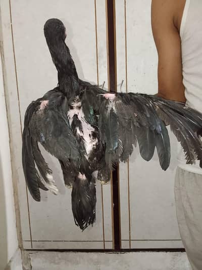 pure Aseel hens argent sale
