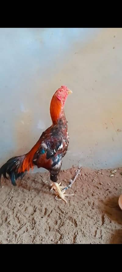 pure Aseel hens argent sale
