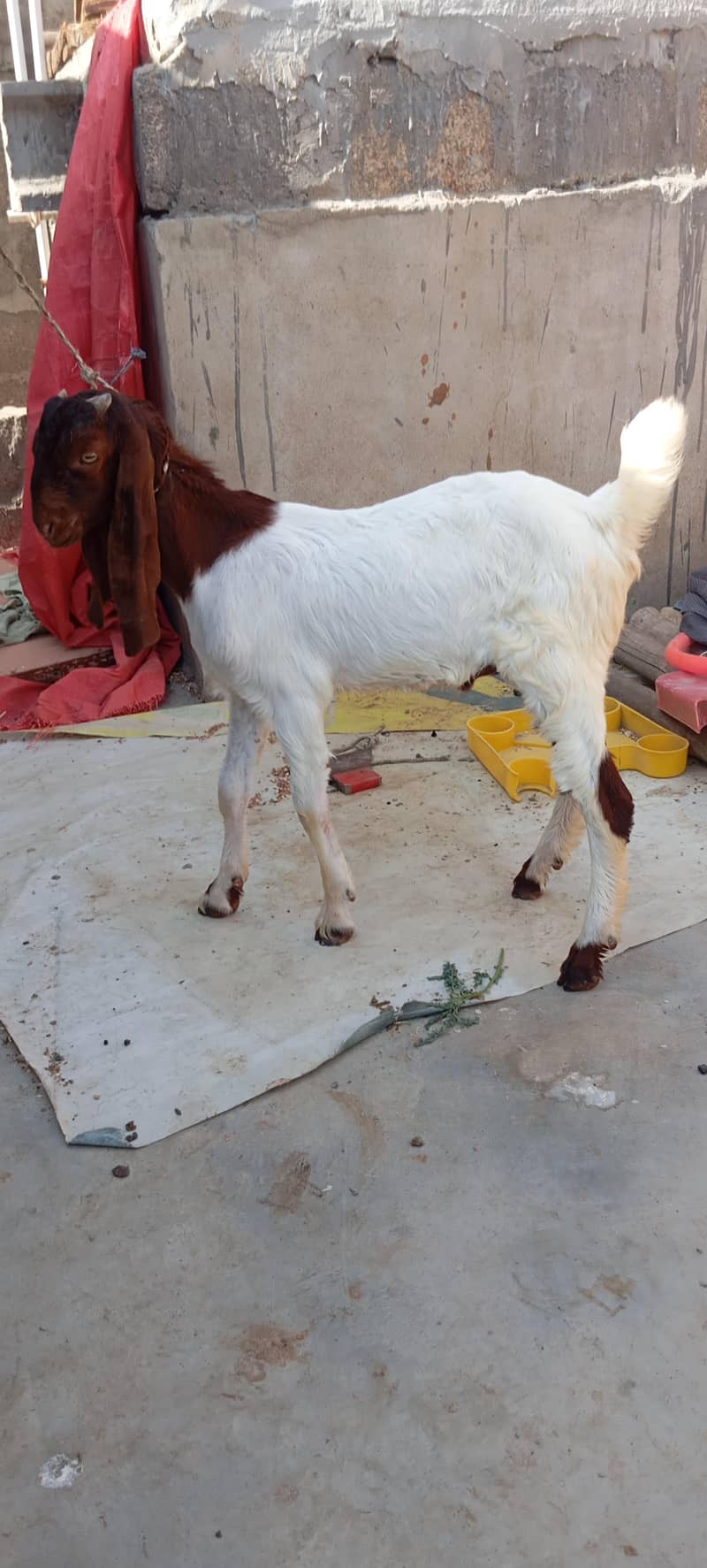 Bakra - Goats - 1114029795