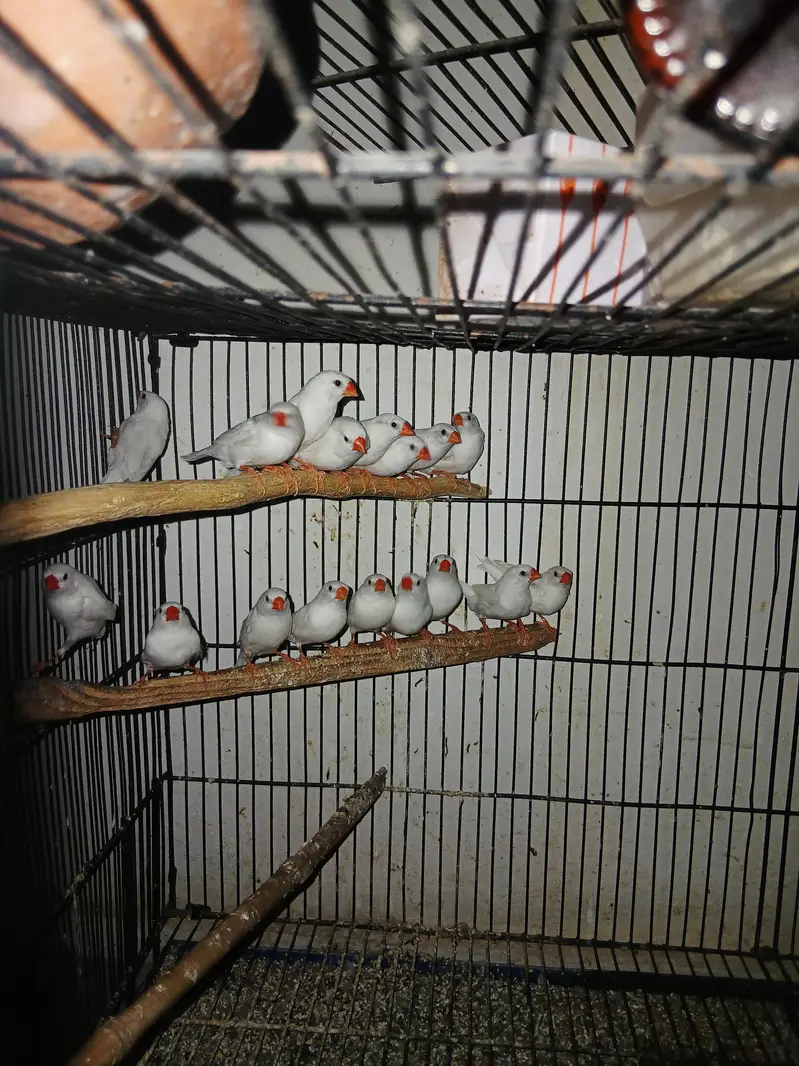 snow white breeder pair available — photo 2