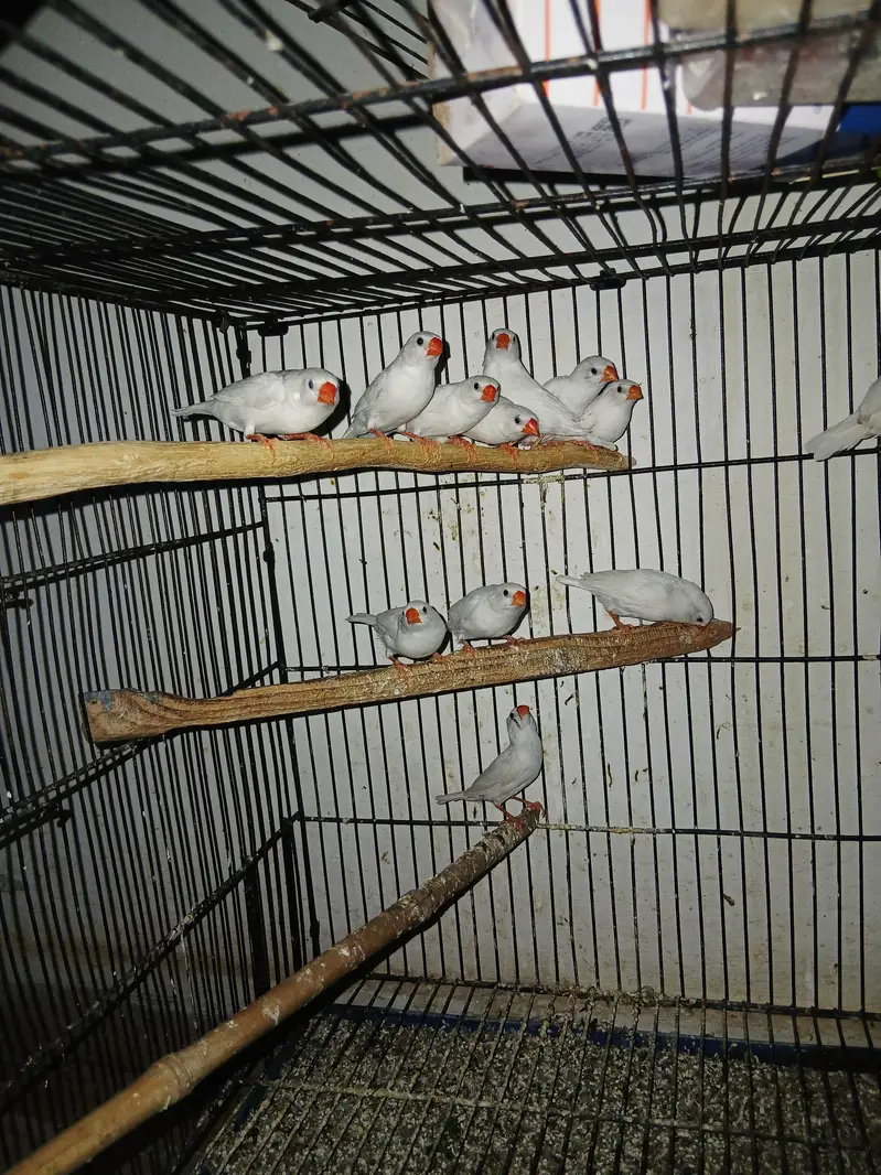 snow white breeder pair available — photo 3