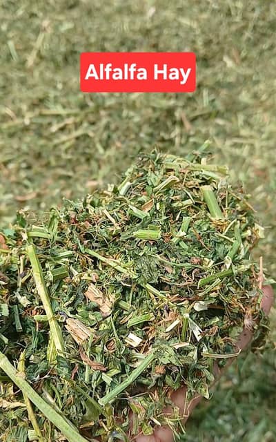 Alfalfa hay / chana missa / mungi chaan / Goats / sheeps / horses