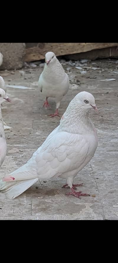 Bazi  pegions