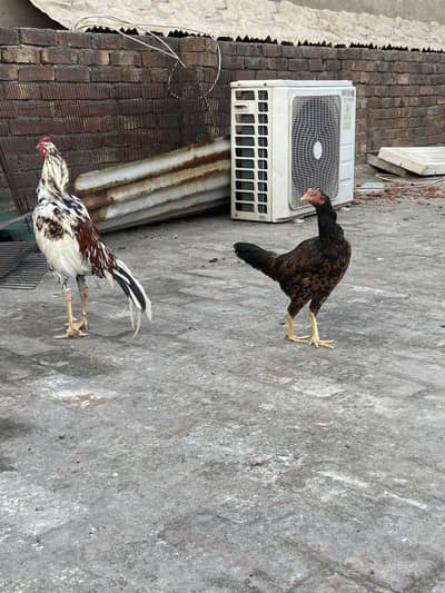 Miawali aseel pair