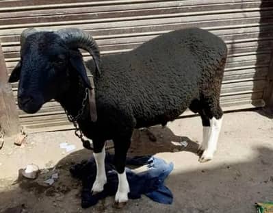 Male sheep