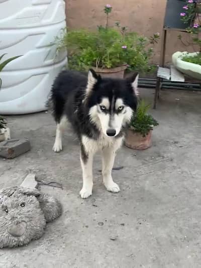 very friendly looking for new home