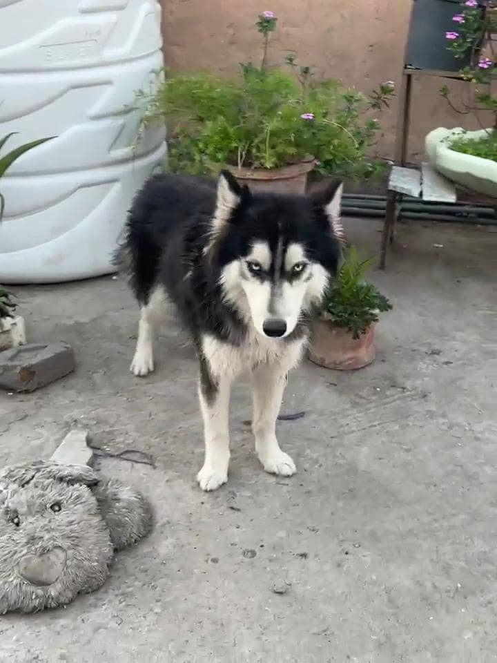 very friendly looking for new home 0