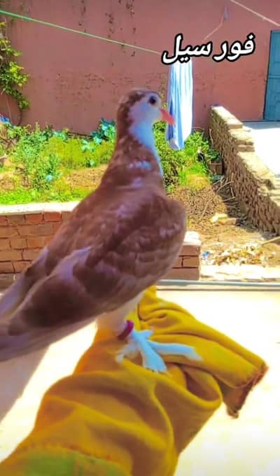 Hand Tame Kabootar