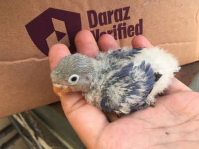 Love birds babies | blue Fischeri | Green opaline/ b1