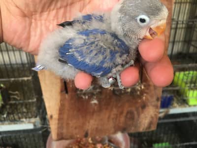 Love birds babies | blue Fischeri | Green opaline/ b1