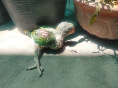 Raw Pin Feather Chick