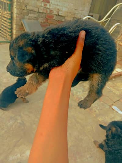 German Shepherd Long Coated (Black & Tan)