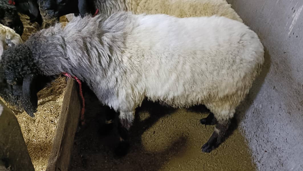 bakra 2