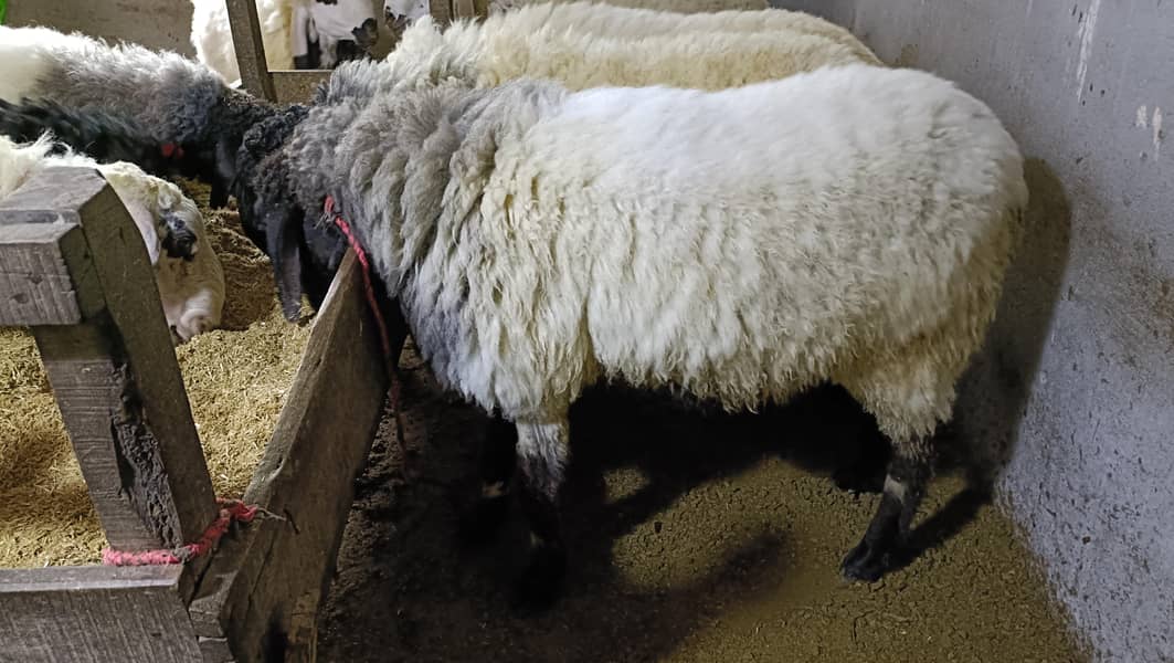bakra 3